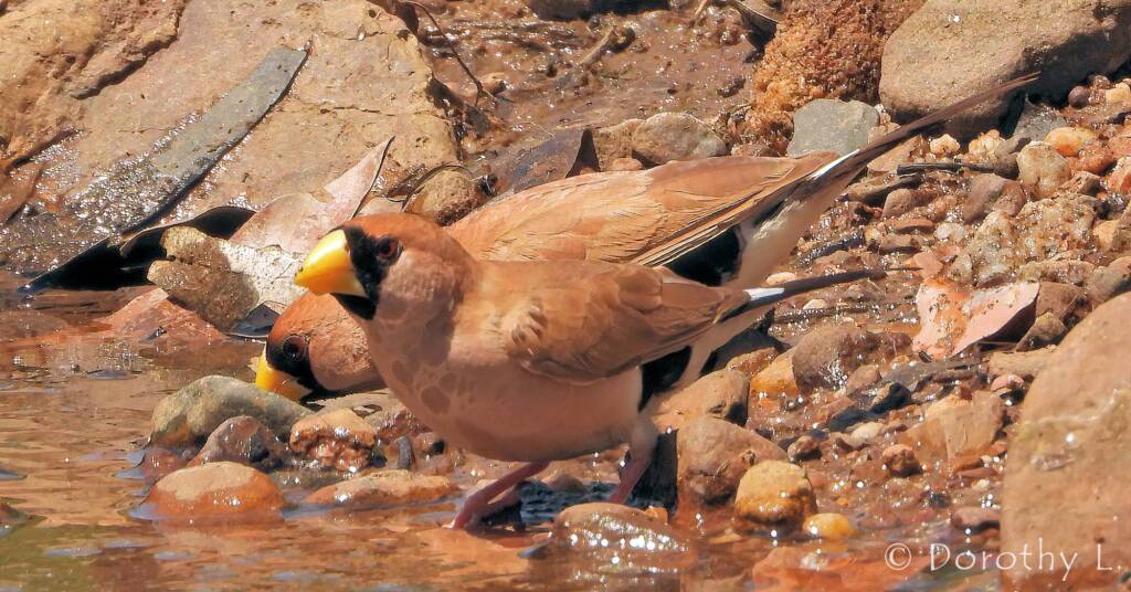Masked Finch (Poephila personata)
