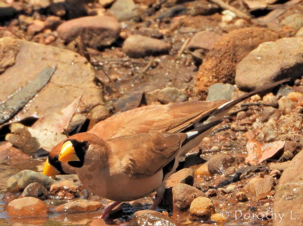 Masked Finch (Poephila personata)