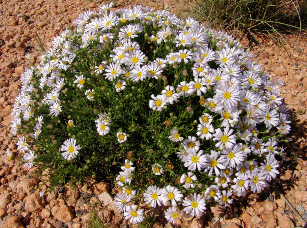 Minnie Daisy (Minuria leptophylla), south of Alice Springs, NT