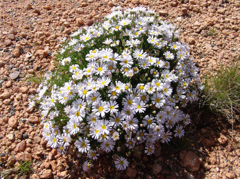 Minnie Daisy (Minuria leptophylla), south of Alice Springs, NT