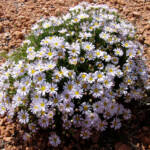 Minnie Daisy (Minuria leptophylla), south of Alice Springs, NT