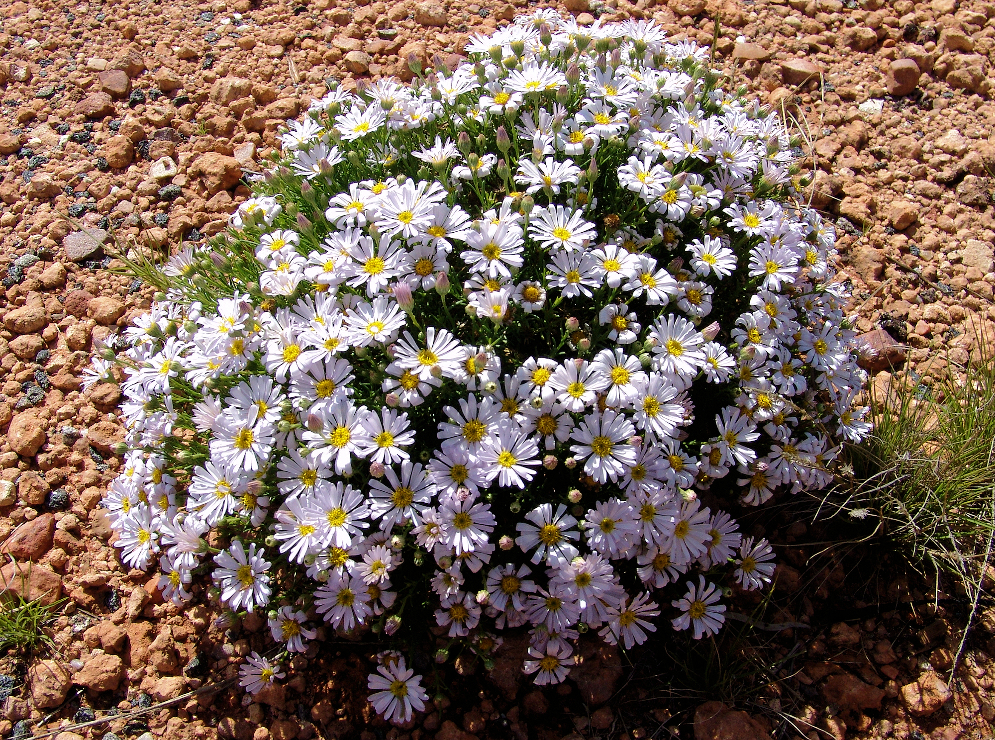 Minnie Daisy (Minuria leptophylla), south of Alice Springs, NT