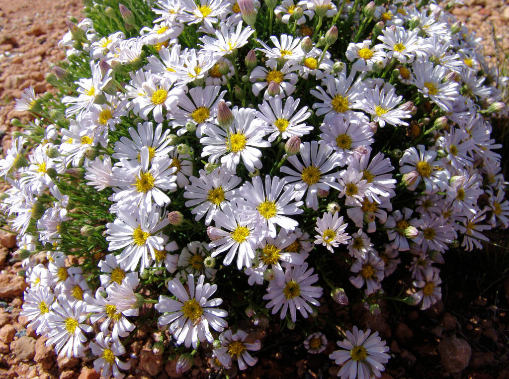 Minnie Daisy (Minuria leptophylla), south of Alice Springs, NT