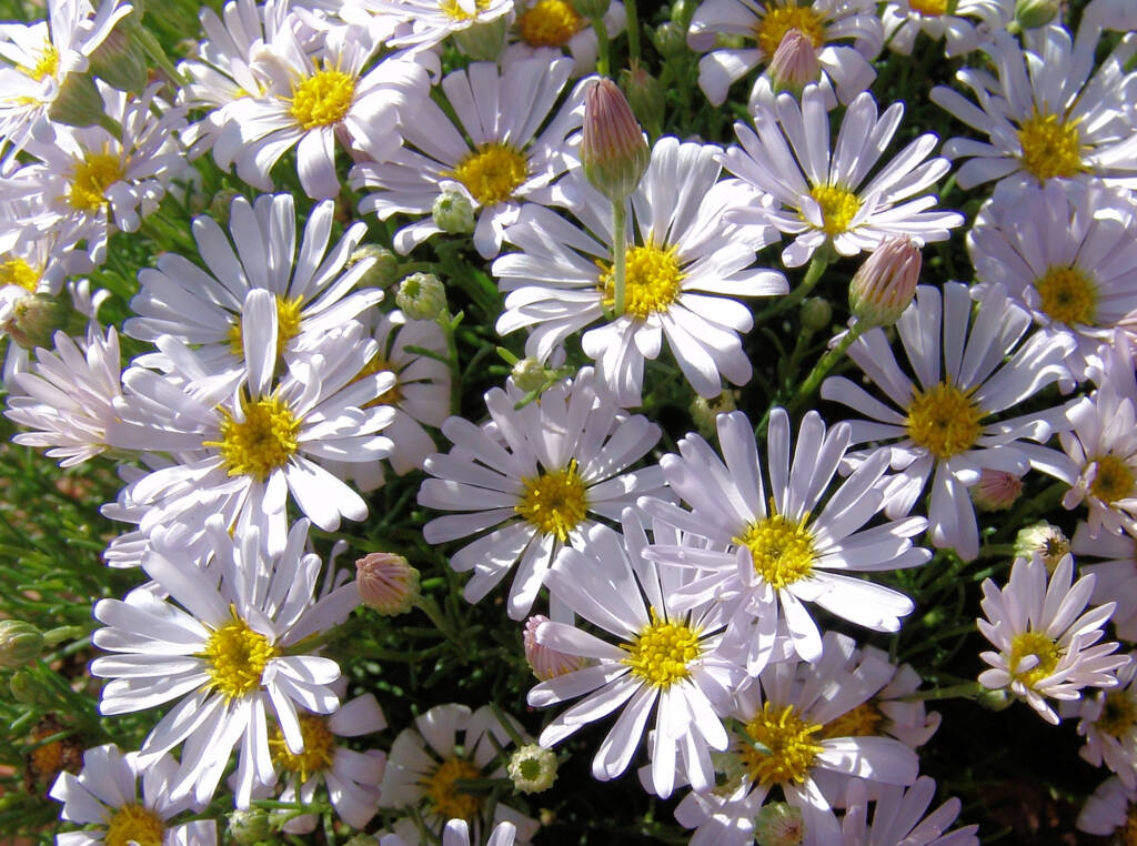 Minnie Daisy (Minuria leptophylla), south of Alice Springs, NT