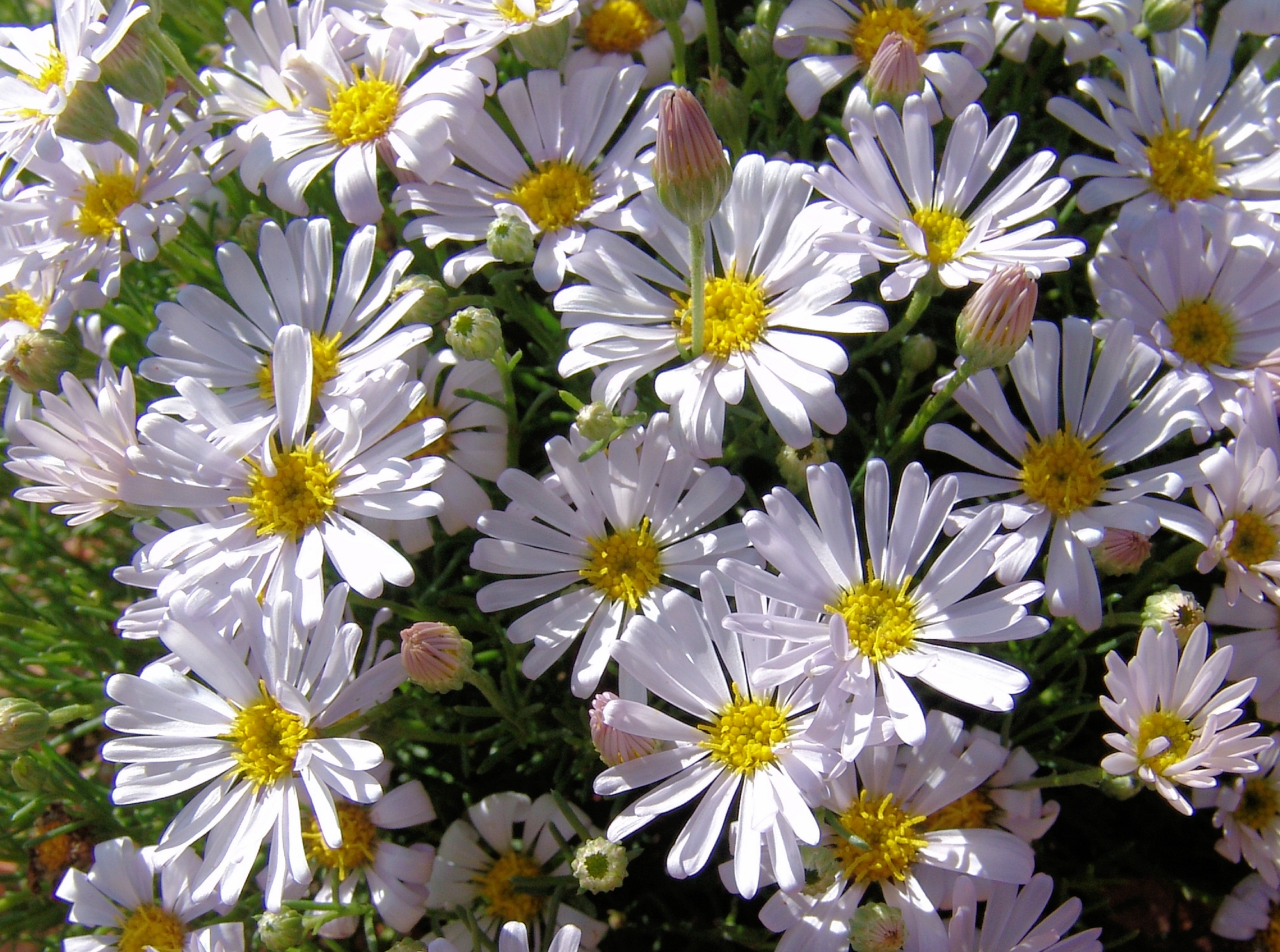 Minnie Daisy (Minuria leptophylla), south of Alice Springs, NT