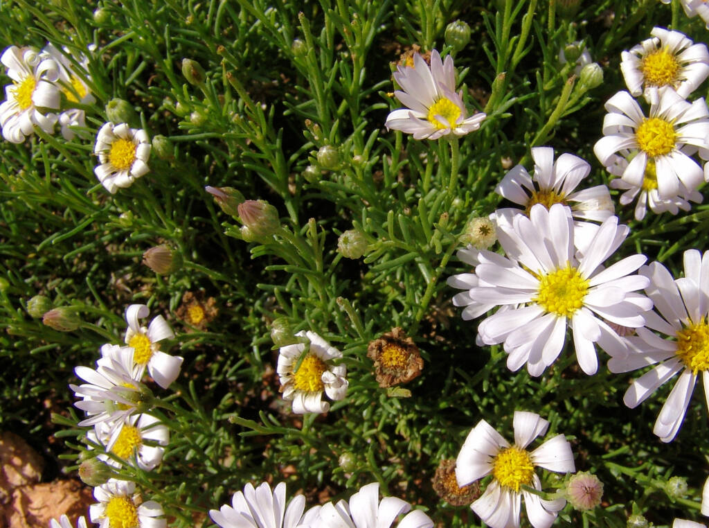 Minnie Daisy (Minuria leptophylla), south of Alice Springs, NT