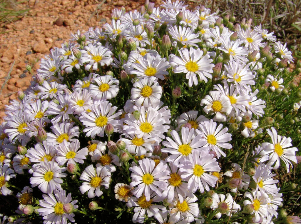 Minnie Daisy (Minuria leptophylla), south of Alice Springs, NT
