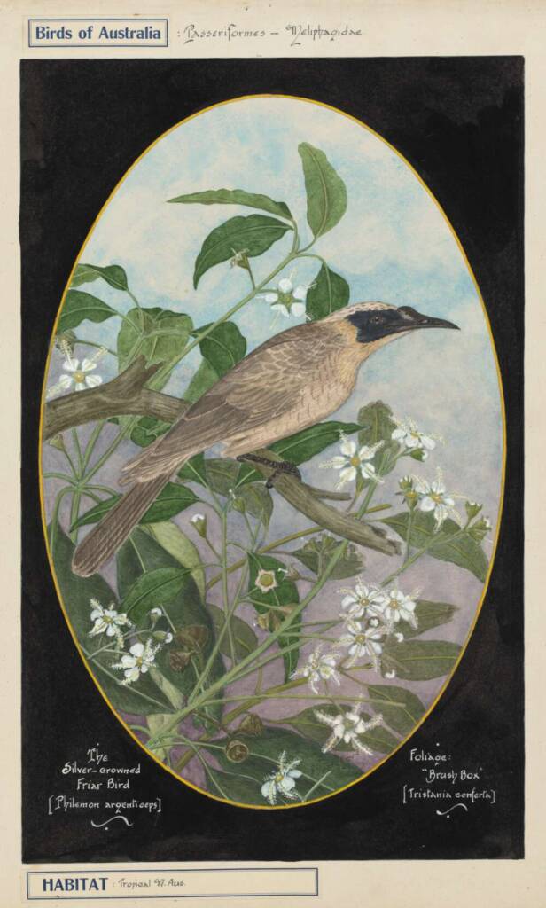 Gostelow, E. E. (). The silver-crowned friar-bird (Philemon argenticeps)