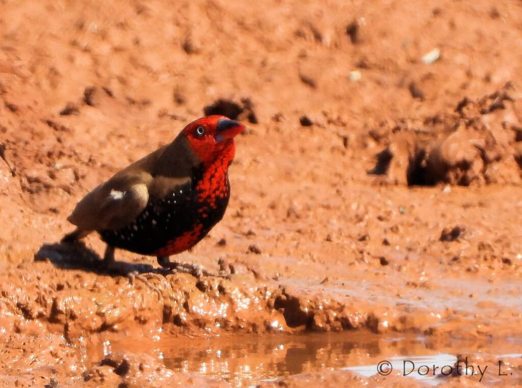 Painted Finches (Emblema pictum)