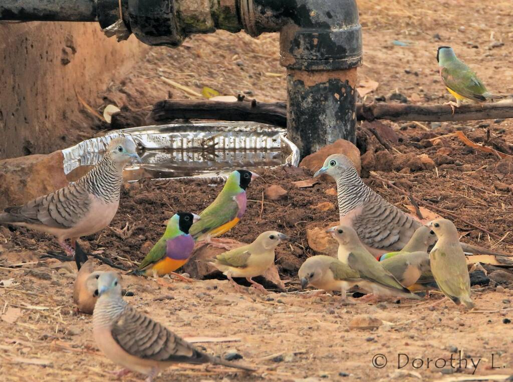 Peaceful Doves (Geopelia placida) and Gouldian Finches (Chloebia gouldiae)