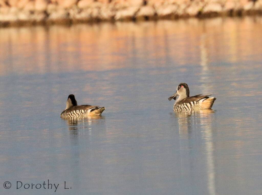 Pink-eared Duck (Malacorhynchus membranaceus)