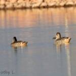 Pink-eared Duck (Malacorhynchus membranaceus)