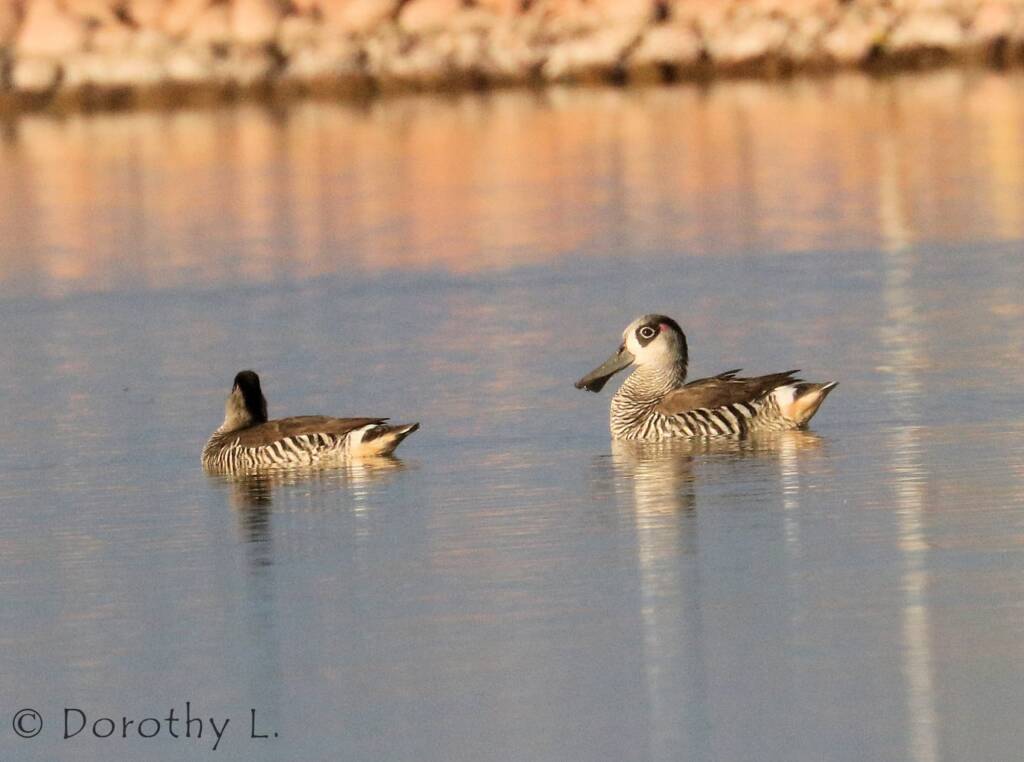 Pink-eared Duck (Malacorhynchus membranaceus)