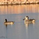Pink-eared Duck (Malacorhynchus membranaceus)