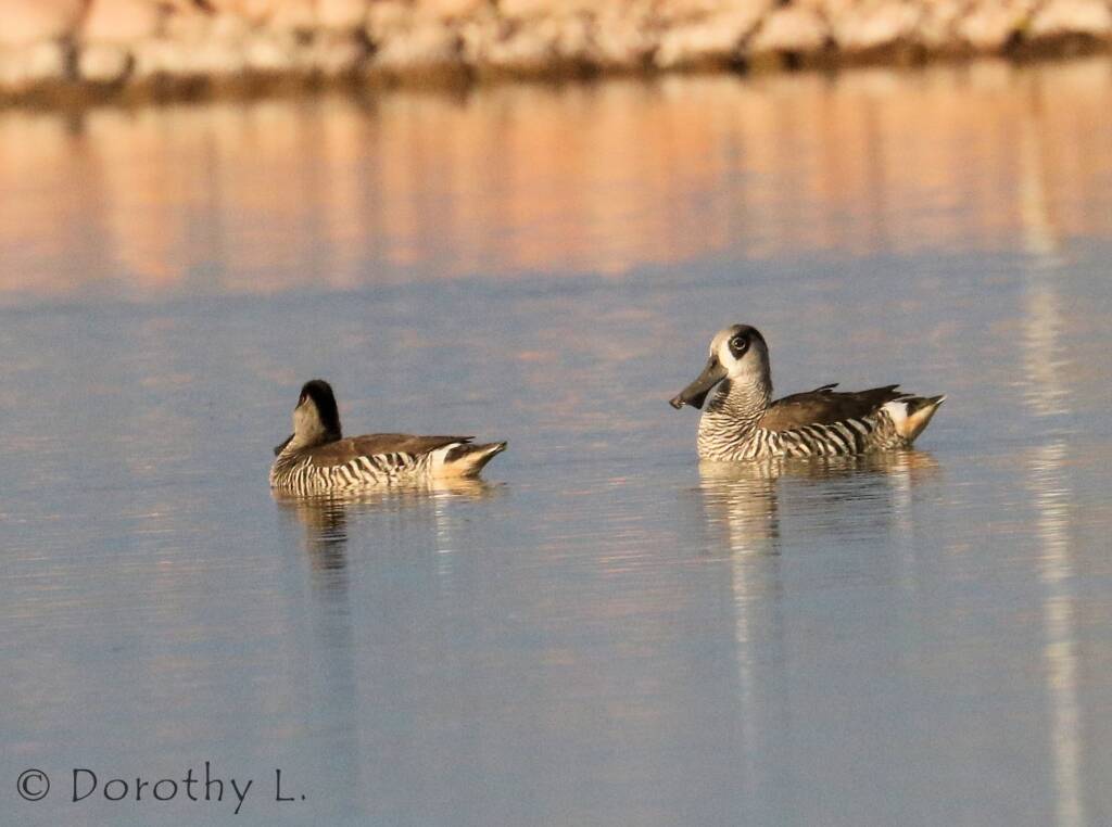 Pink-eared Duck (Malacorhynchus membranaceus)