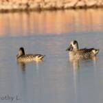 Pink-eared Duck (Malacorhynchus membranaceus)