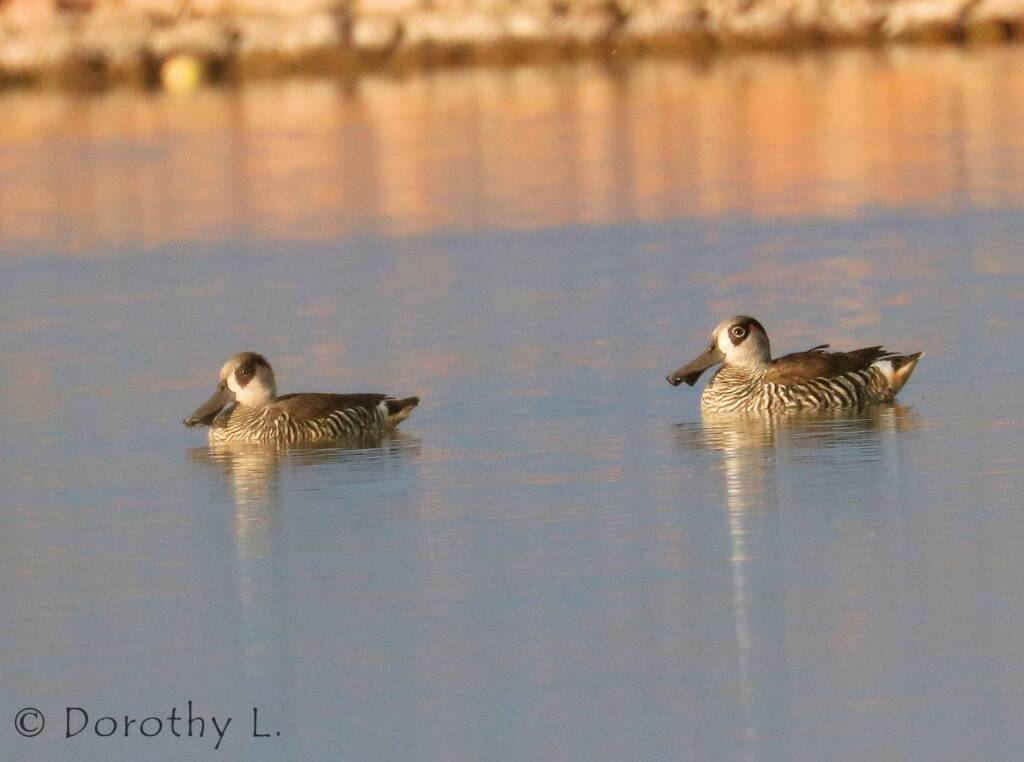 Pink-eared Duck (Malacorhynchus membranaceus)