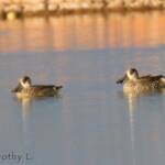 Pink-eared Duck (Malacorhynchus membranaceus)