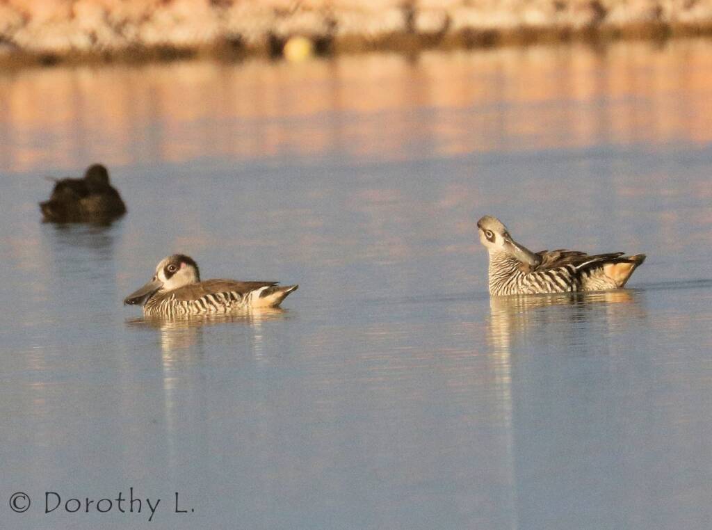 Pink-eared Duck (Malacorhynchus membranaceus)