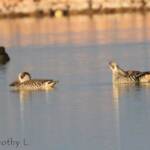 Pink-eared Duck (Malacorhynchus membranaceus)