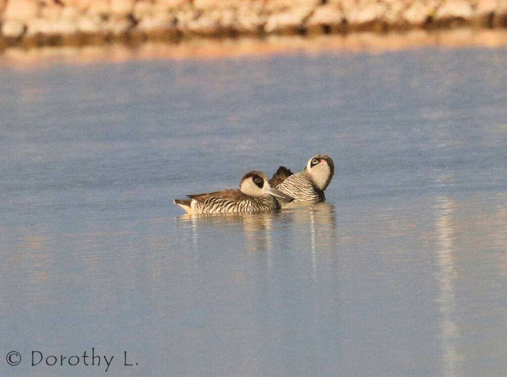 Pink-eared Duck (Malacorhynchus membranaceus)