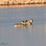 Pink-eared Duck (Malacorhynchus membranaceus)