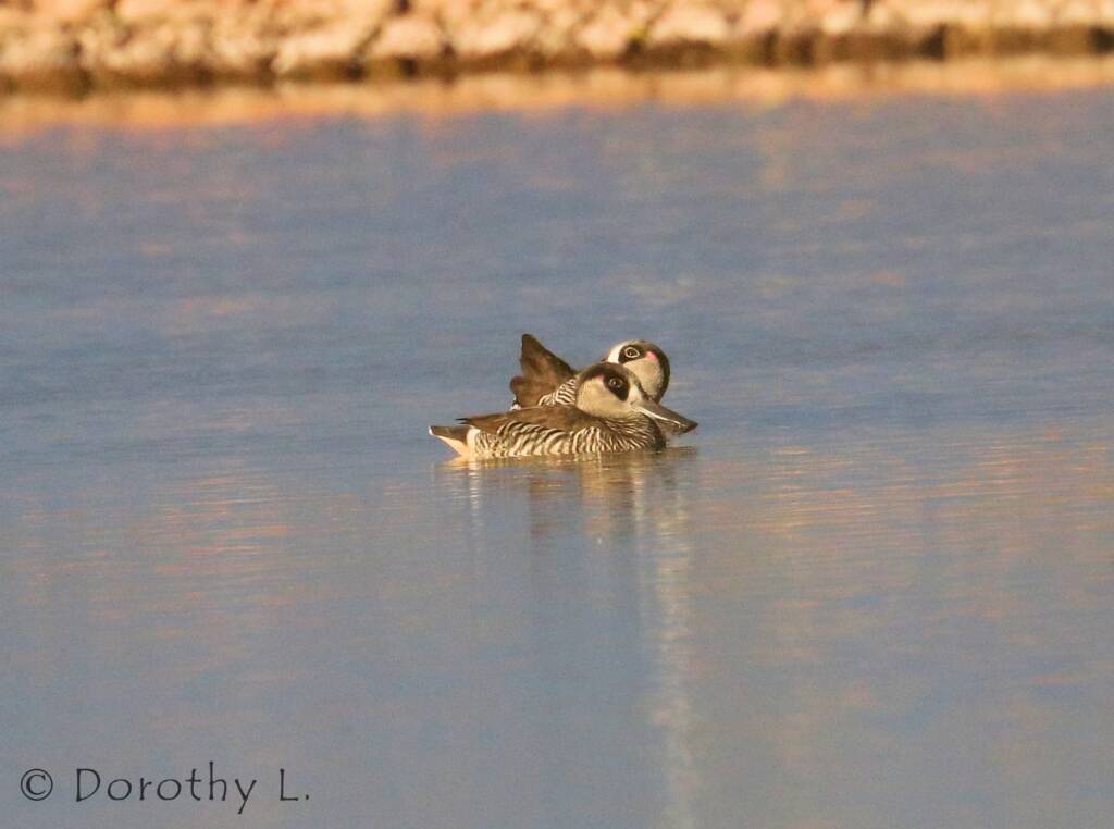 Pink-eared Duck (Malacorhynchus membranaceus)