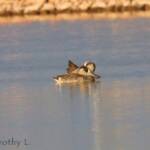 Pink-eared Duck (Malacorhynchus membranaceus)