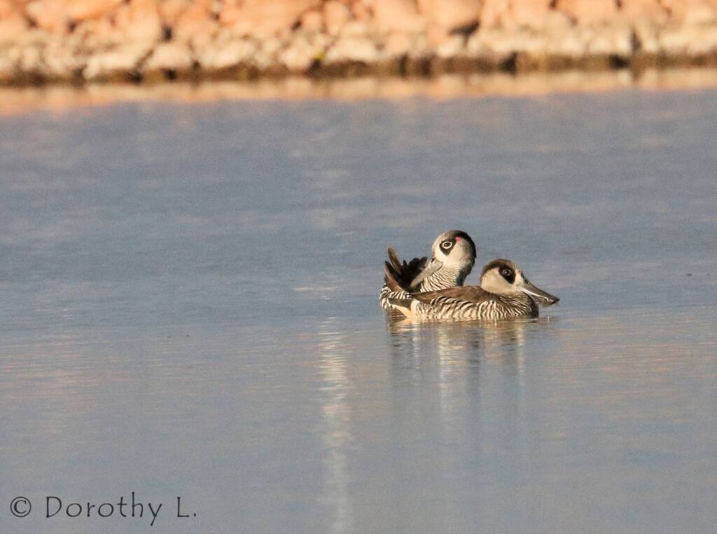 Pink-eared Duck (Malacorhynchus membranaceus)