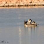 Pink-eared Duck (Malacorhynchus membranaceus)