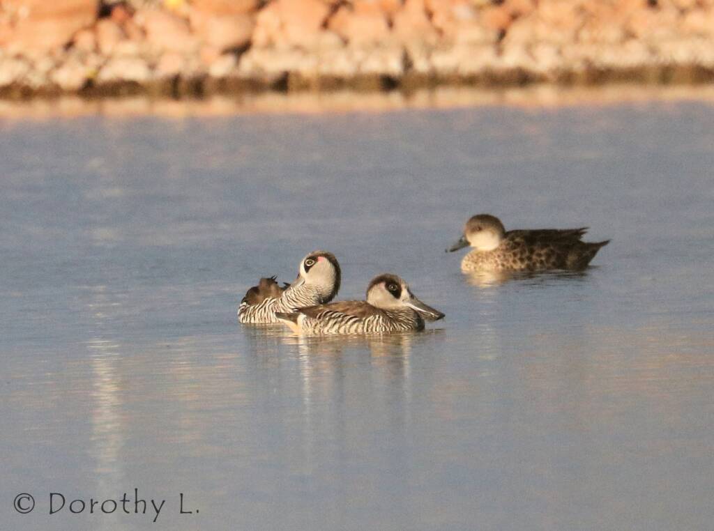 Pink-eared Duck (Malacorhynchus membranaceus)