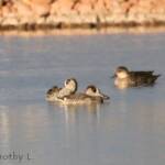 Pink-eared Duck (Malacorhynchus membranaceus)