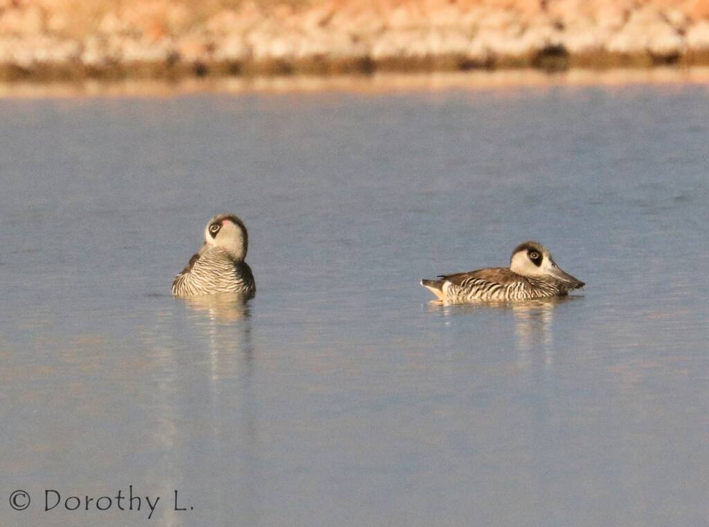 Pink-eared Duck (Malacorhynchus membranaceus)