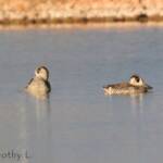 Pink-eared Duck (Malacorhynchus membranaceus)