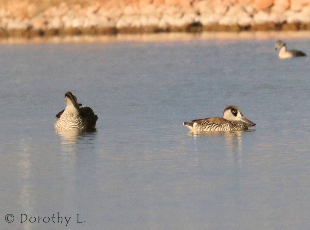 Pink-eared Duck (Malacorhynchus membranaceus)