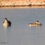Pink-eared Duck (Malacorhynchus membranaceus)