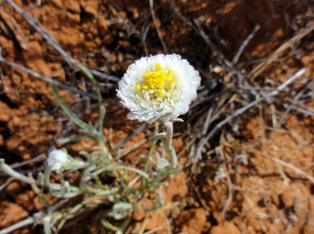 Poached Egg Daisy (Polycalymma stuartii), Binns Track, NT