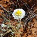 Poached Egg Daisy (Polycalymma stuartii), Binns Track, NT