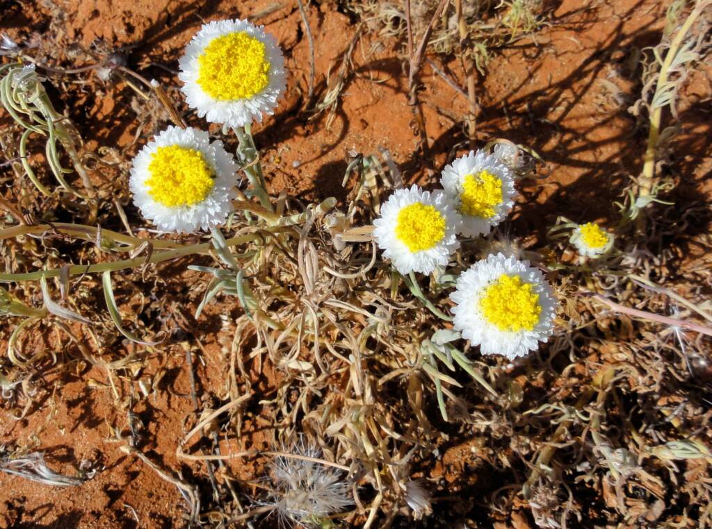 Poached Egg Daisy (Polycalymma stuartii), Binns Track, NT