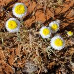 Poached Egg Daisy (Polycalymma stuartii), Binns Track, NT