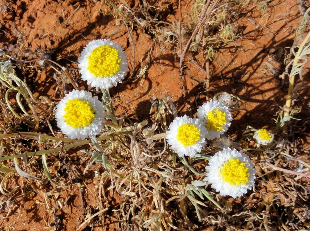 Poached Egg Daisy (Polycalymma stuartii), Binns Track, NT