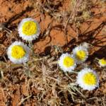Poached Egg Daisy (Polycalymma stuartii), Binns Track, NT