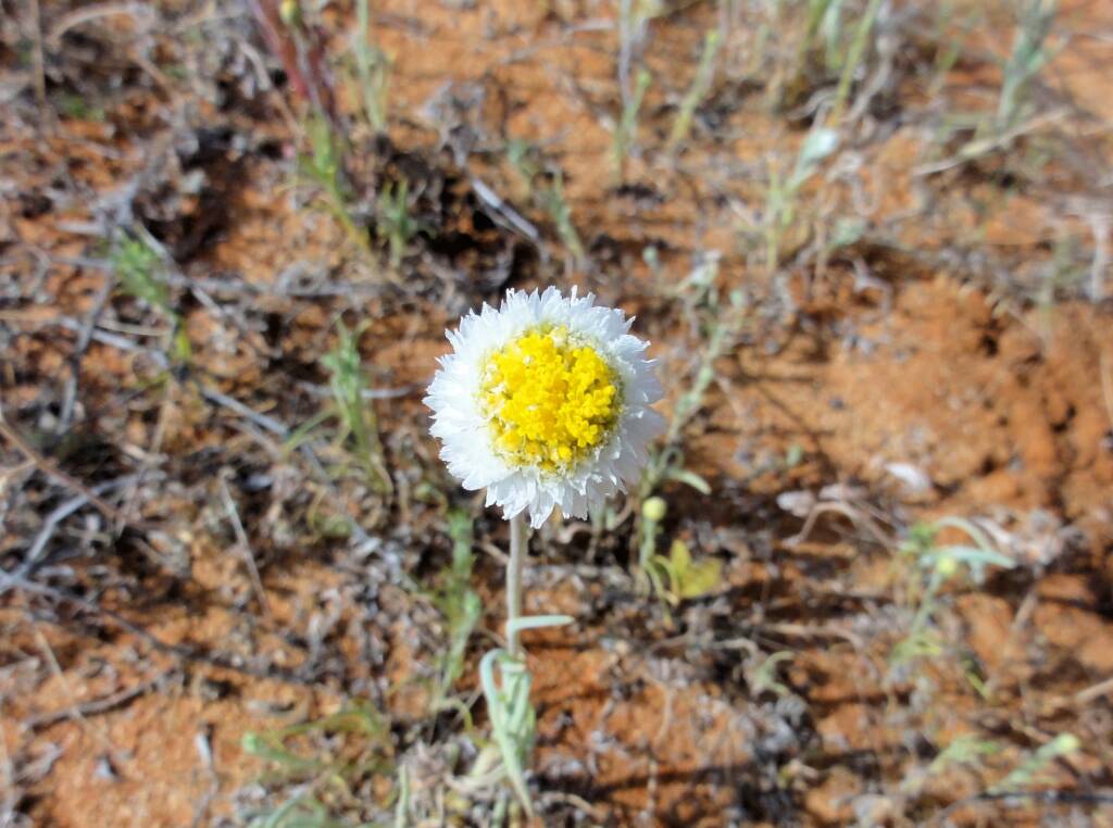 Poached Egg Daisy (Polycalymma stuartii), Binns Track, NT