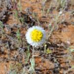 Poached Egg Daisy (Polycalymma stuartii), Binns Track, NT