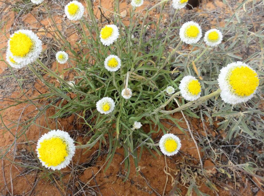 Poached Egg Daisy (Polycalymma stuartii), Binns Track, NT
