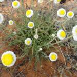 Poached Egg Daisy (Polycalymma stuartii), Binns Track, NT