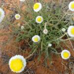 Poached Egg Daisy (Polycalymma stuartii), Binns Track, NT