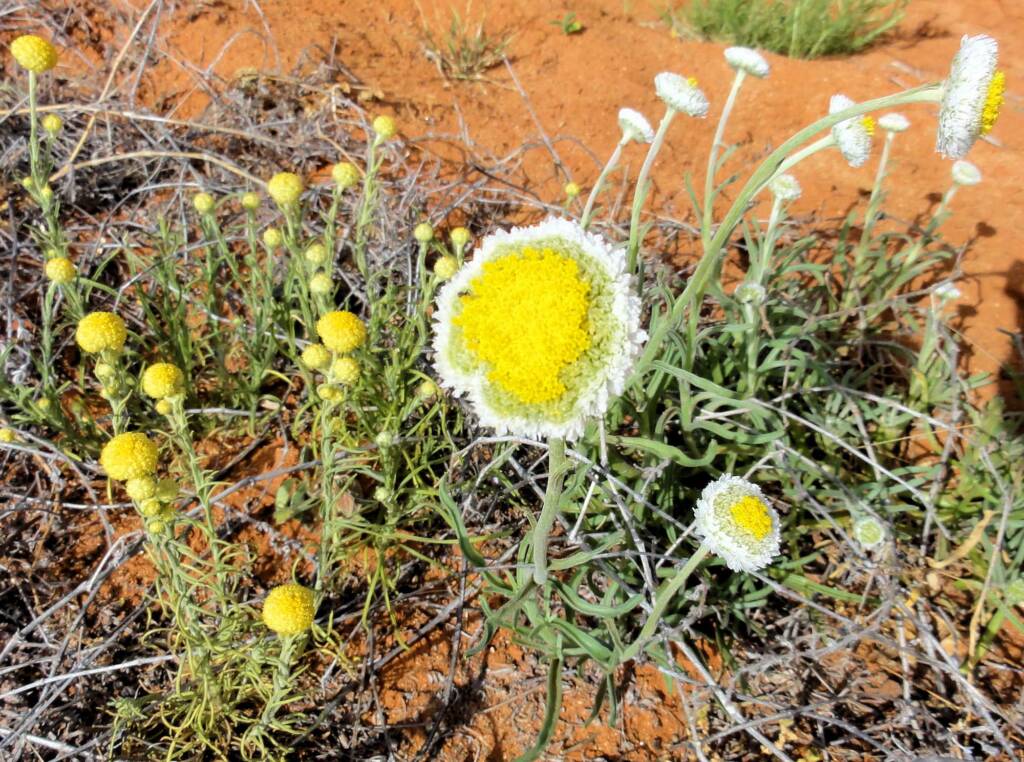 Poached Egg Daisy (Polycalymma stuartii), Binns Track, NT