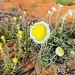 Poached Egg Daisy (Polycalymma stuartii), Binns Track, NT