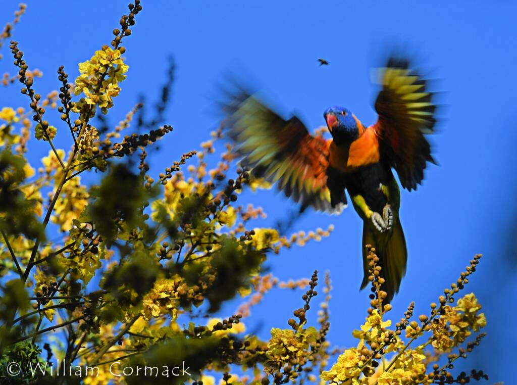Red-collared Lorikeet (Trichoglossus rubritorquis)